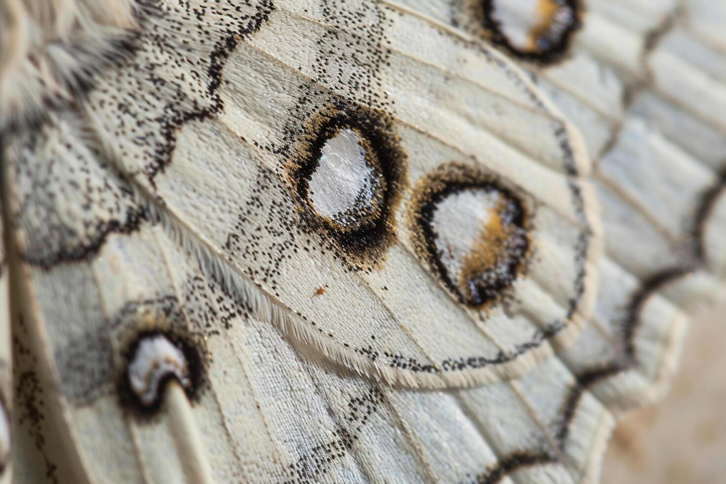 Nature nature background Delicate Patterns on Moth Wing with Intricate Scales photo