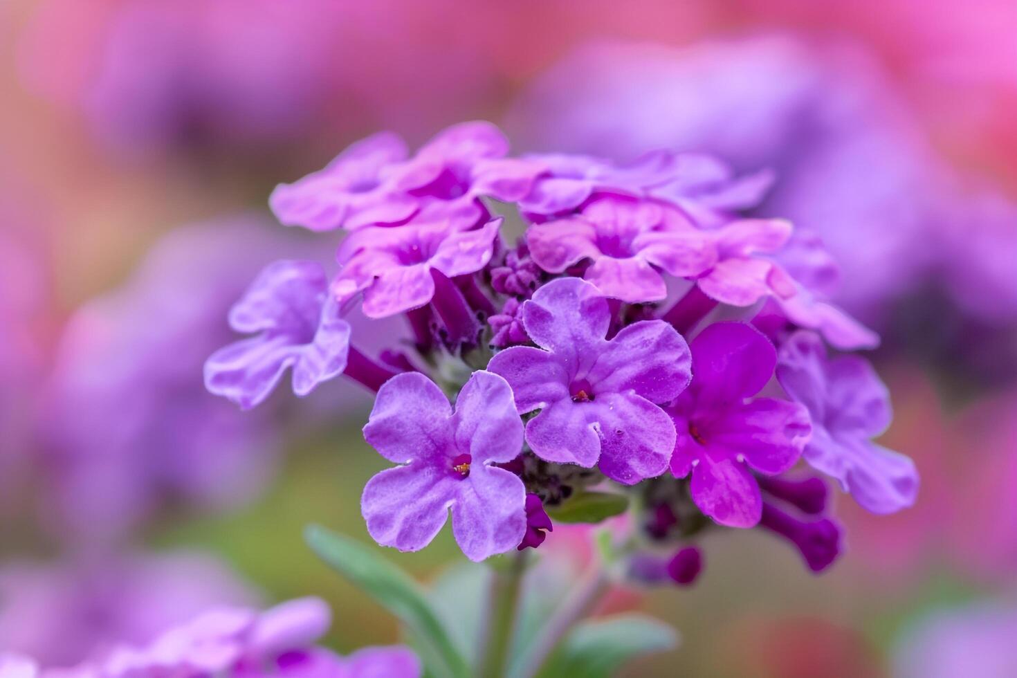 Botanical  Verbena Blooms with Vibrant Colors  nature background photo