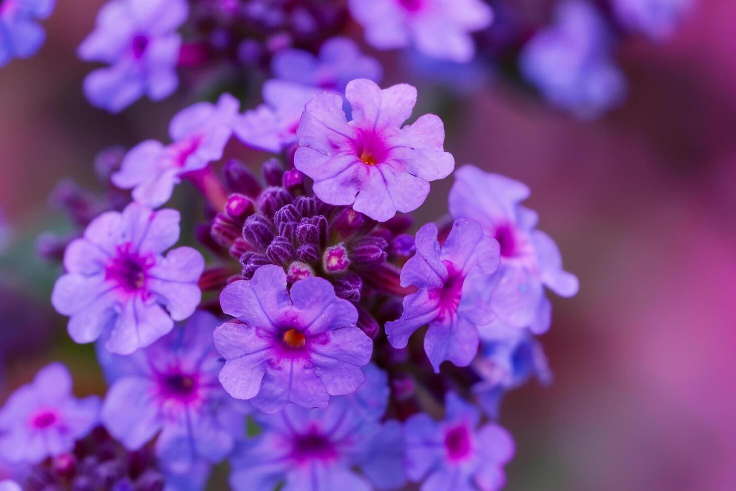 Botanical Richly Textured Verbena Blooms with Bright Colors  nature background photo