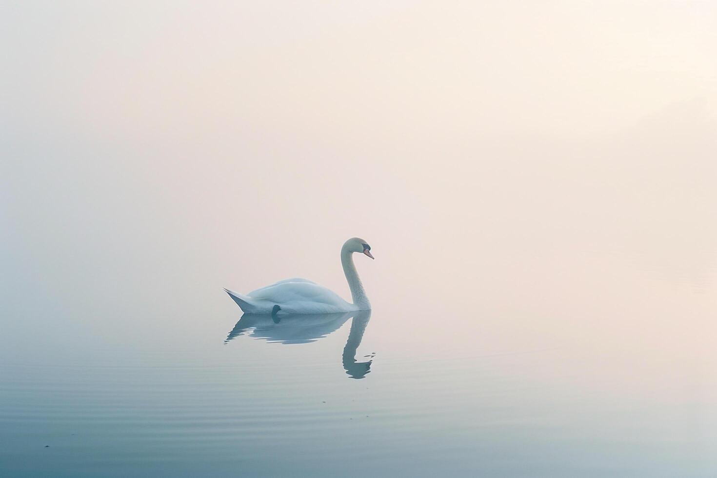 Lone swan gracefully mirrored in the still waters of mistcovered pond at dawn with nature background photo