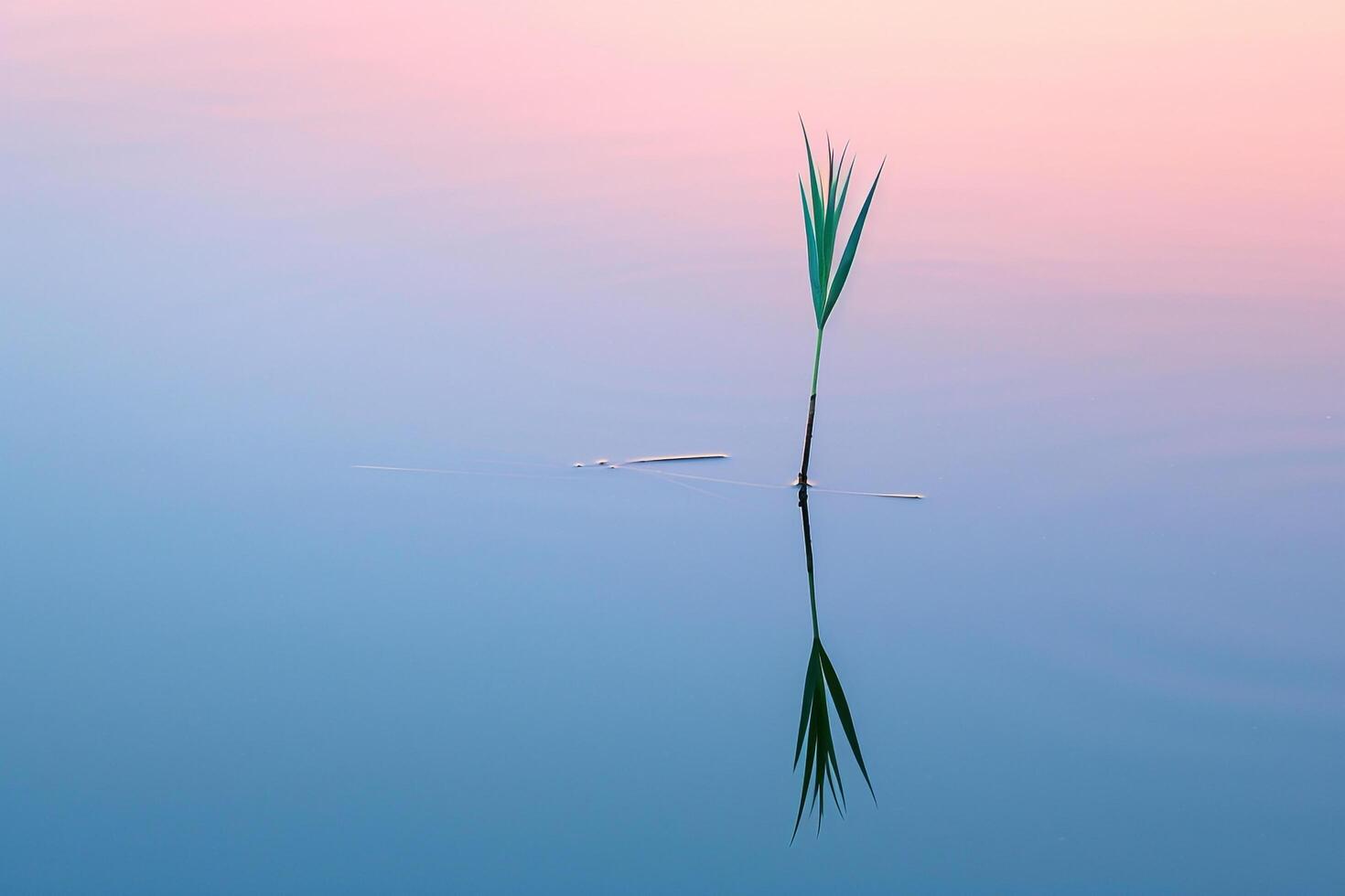 Dawn reflection of a lone reed in a secluded marsh pond background nature photo