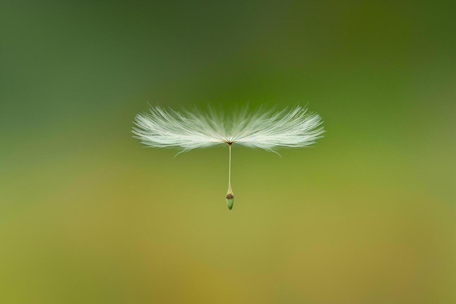 Afternoon Light on Floating Dandelion Seeds in Green Meadow with Red Background   nature background photo