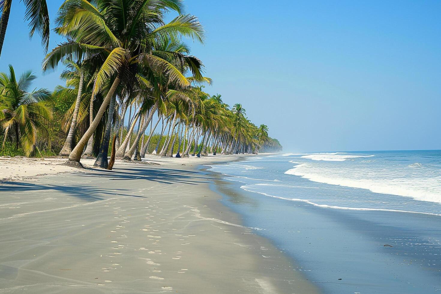 Freedom Coconut Palms Lining Sandy Beach with Gentle Waves Breaking on the Shore Under Clear Blue Sky  nature background photo