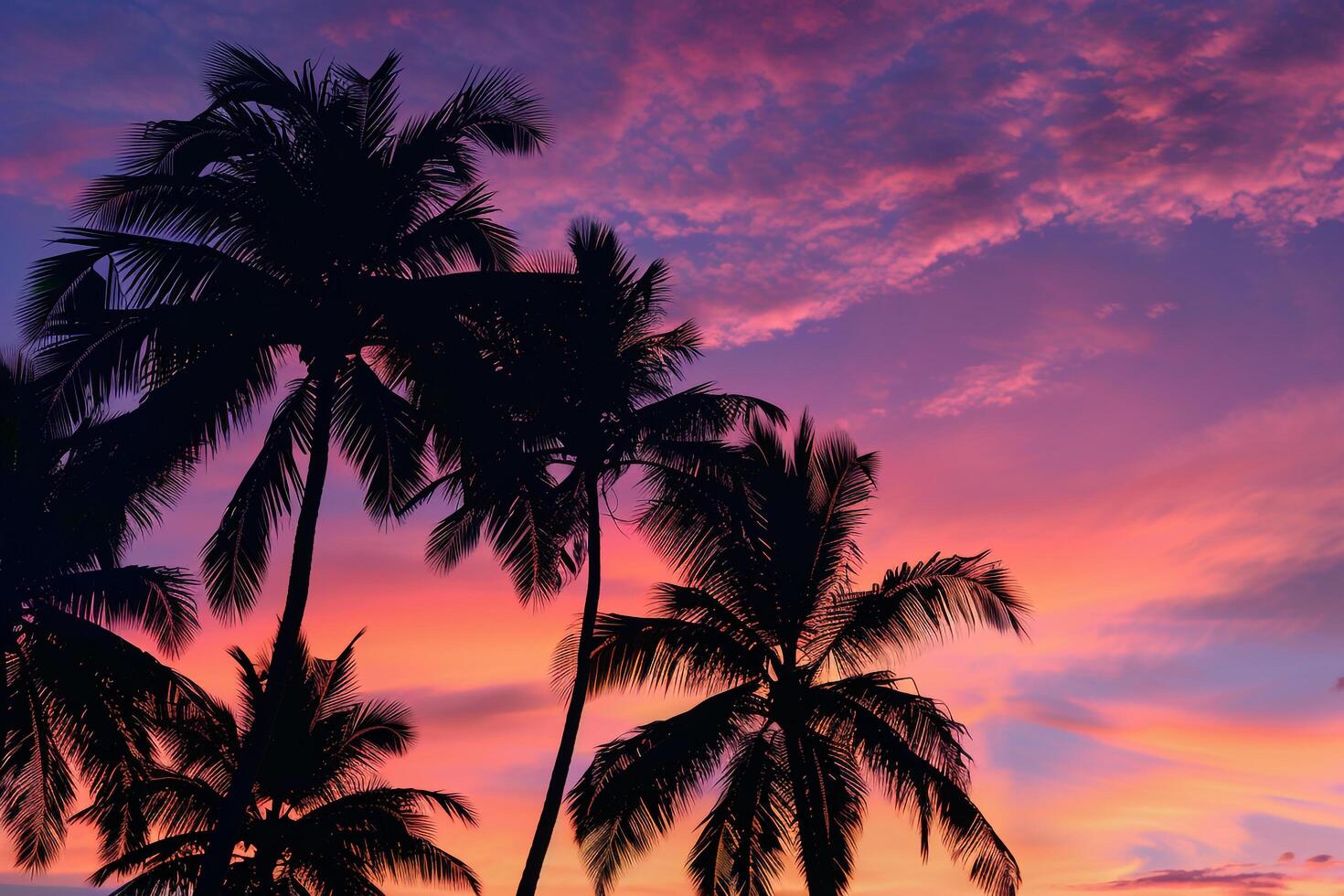 Palm Trees Silhouetted Against Colorful Sky at Twilight with Clouds Tinged in Shades of Orange and Purple  nature background photo