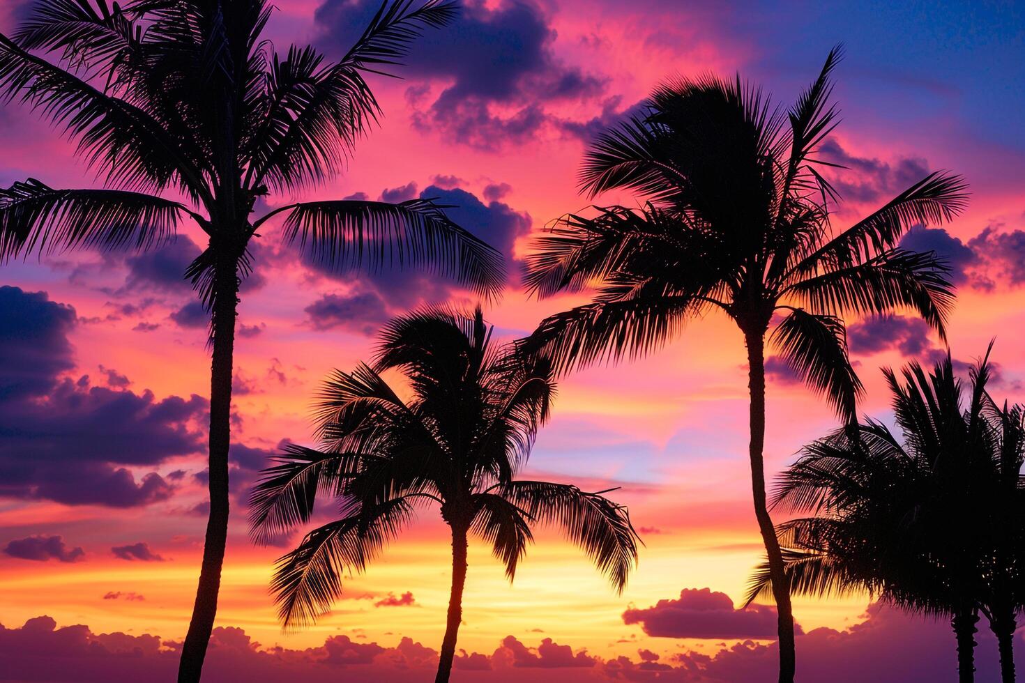 Palm Trees Silhouetted Against Colorful Sky at Twilight with Clouds Tinged in Shades of Orange and Purple nature background photo