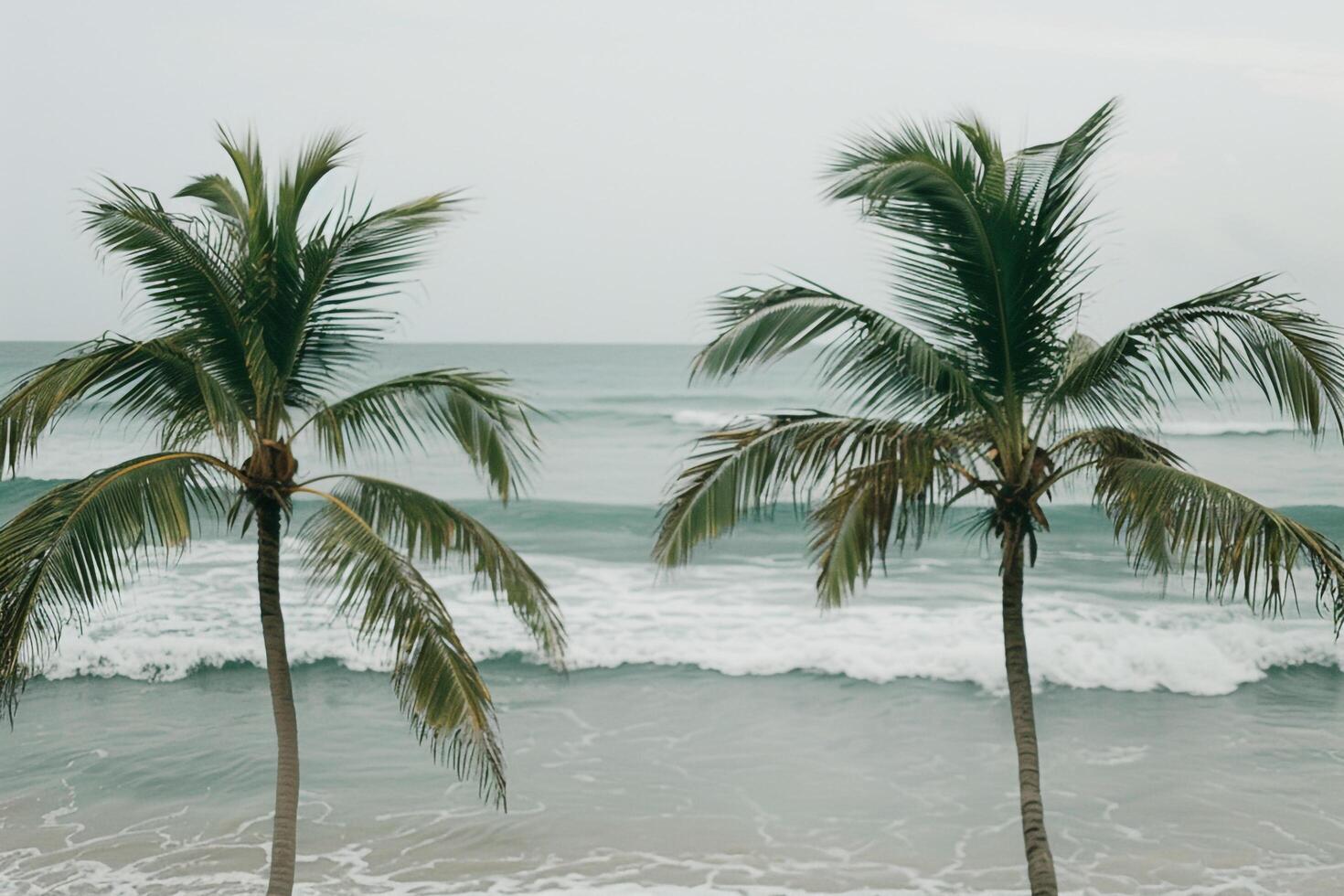 Refreshing Palm Trees Swaying in the Breeze on Sandy Beach with Gentle Waves Rolling Ashore photo