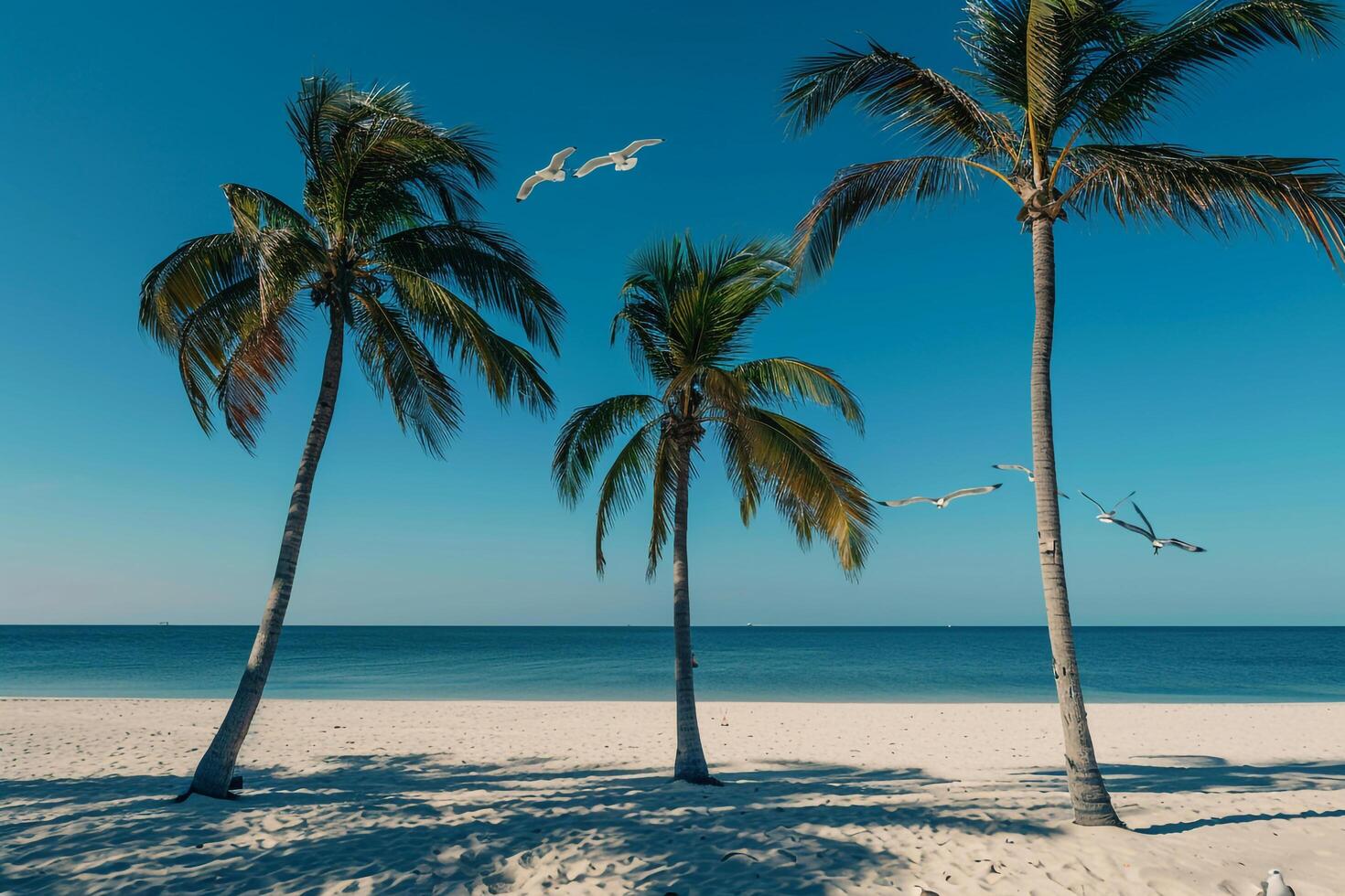 Palm Trees Casting Long Shadows on Sandy Beach Under Clear Blue Sky with Seagulls Flying Overhead photo