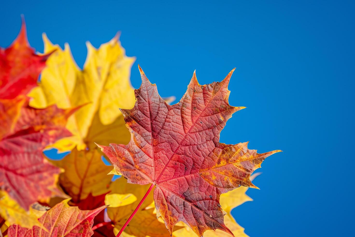 Cluster of red and yellow maple leaves against a deep blue sky nature background photo