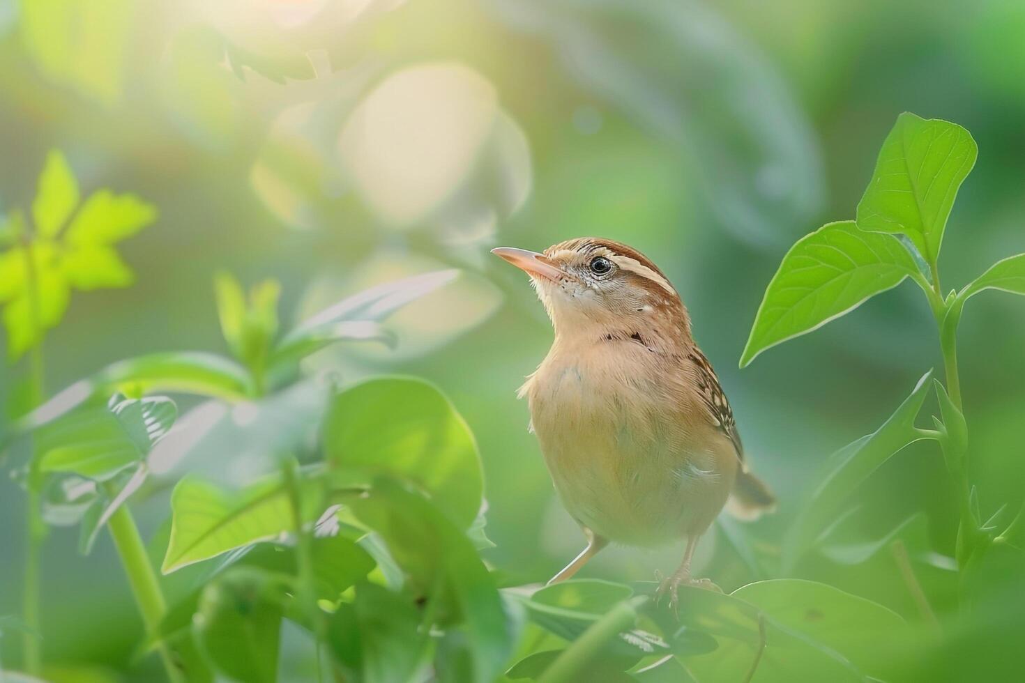 Charming Carolina Wren Singing Amidst Garden Foliage Background in Nature photo