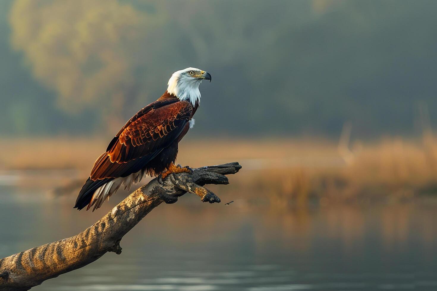 Imposing African Fish Eagle Watching Over Lake from Tree Branch Background in Nature photo