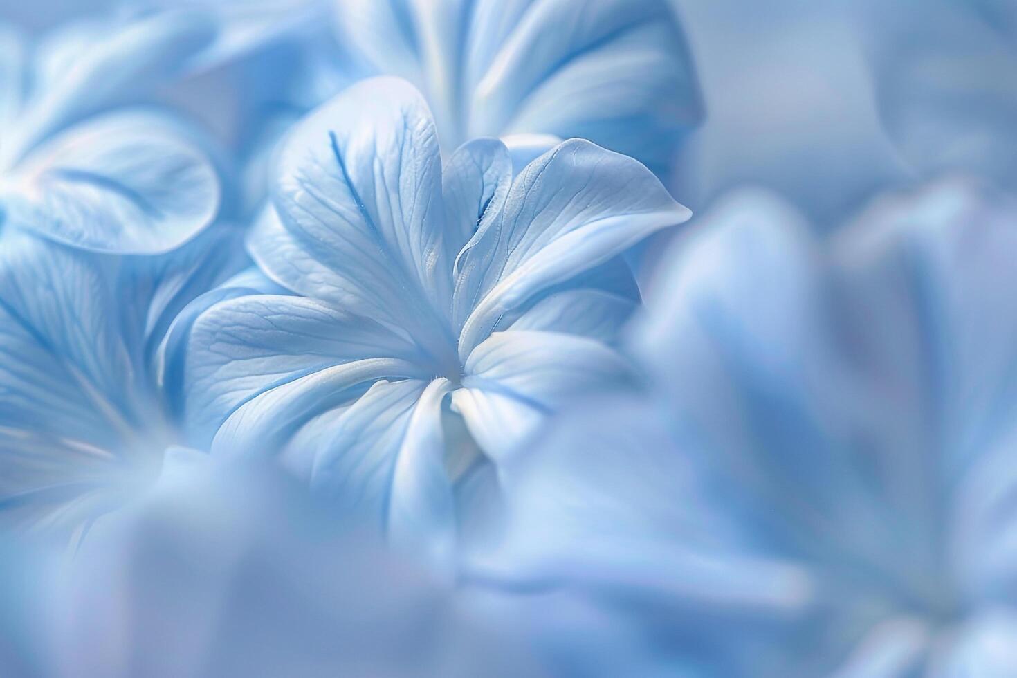 Plumbago Petals in Nature Background photo