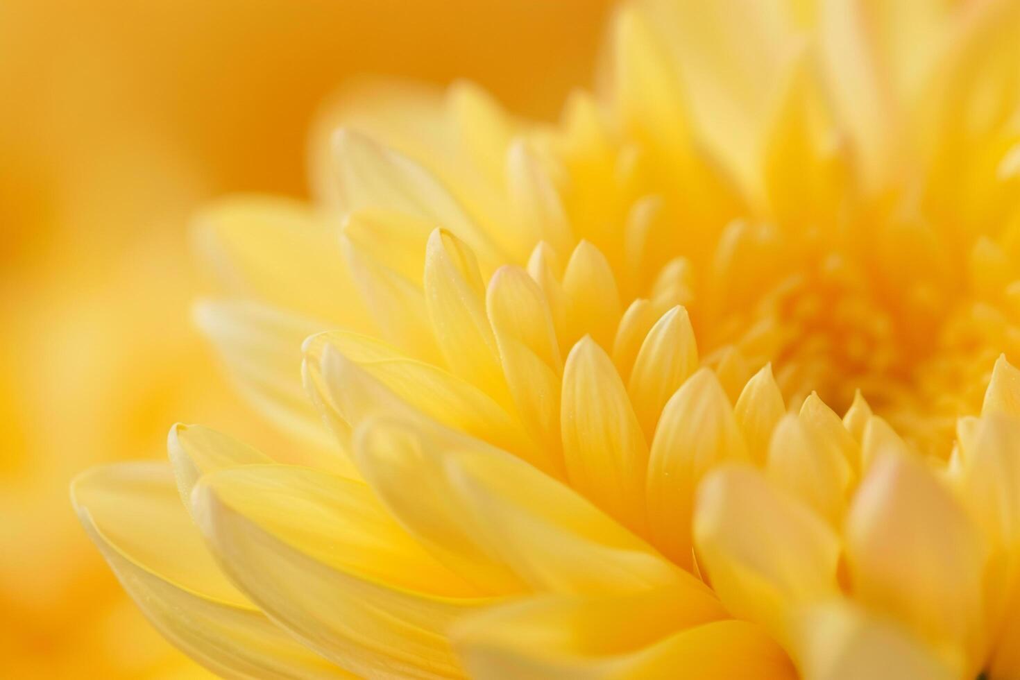 Chrysanthemum Petals in Nature Background photo