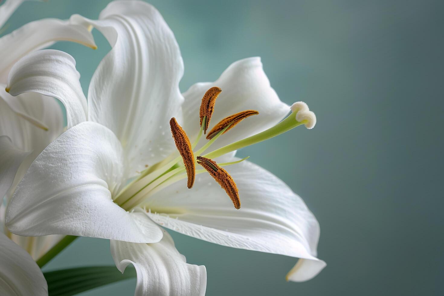 Lily Nature Background in Natural Light Background Nature photo