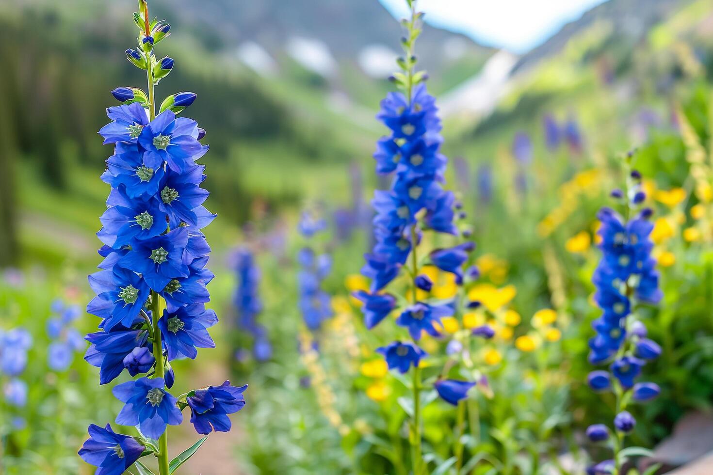 Delphinium Larkspur Flowers Along Path Trail Nature Background photo