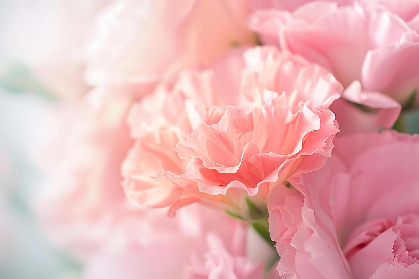 Pink Eustoma Flower Banner for Website with Nature Background photo