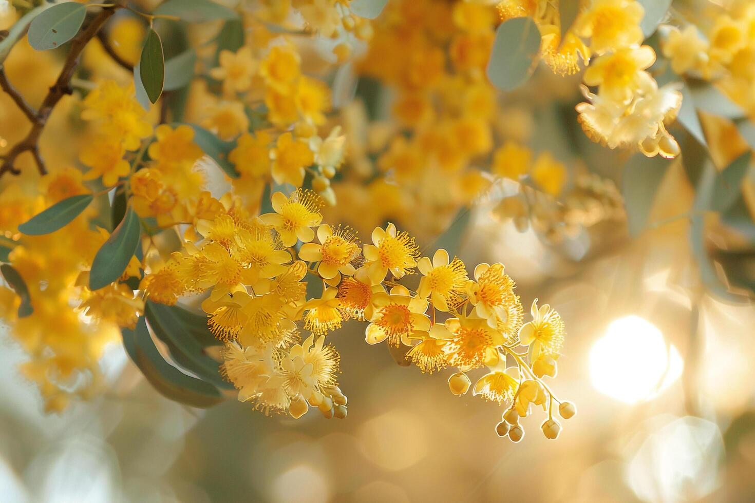 Beautiful Blossoms of Golden Wattle in Afternoon Sunlight Nature Background photo