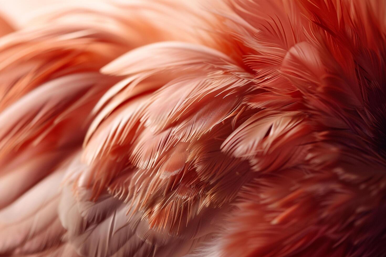Abstract Nature Background of Chicken Feathers Texture and Pattern photo