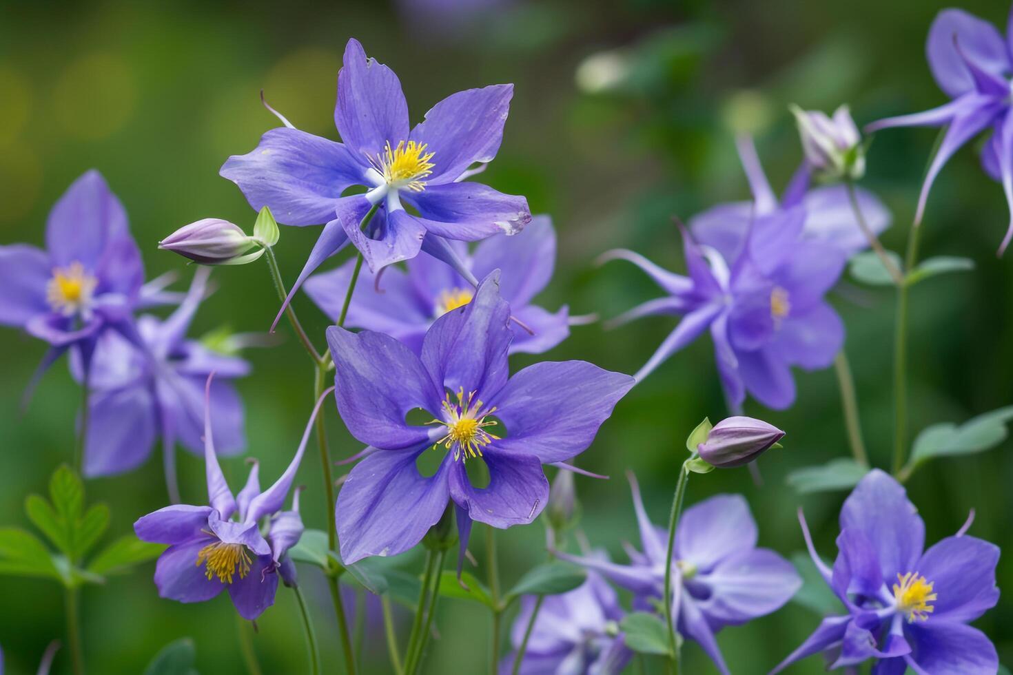 Alpine Meadow with Purple Columbine Flowers   Nature Background photo