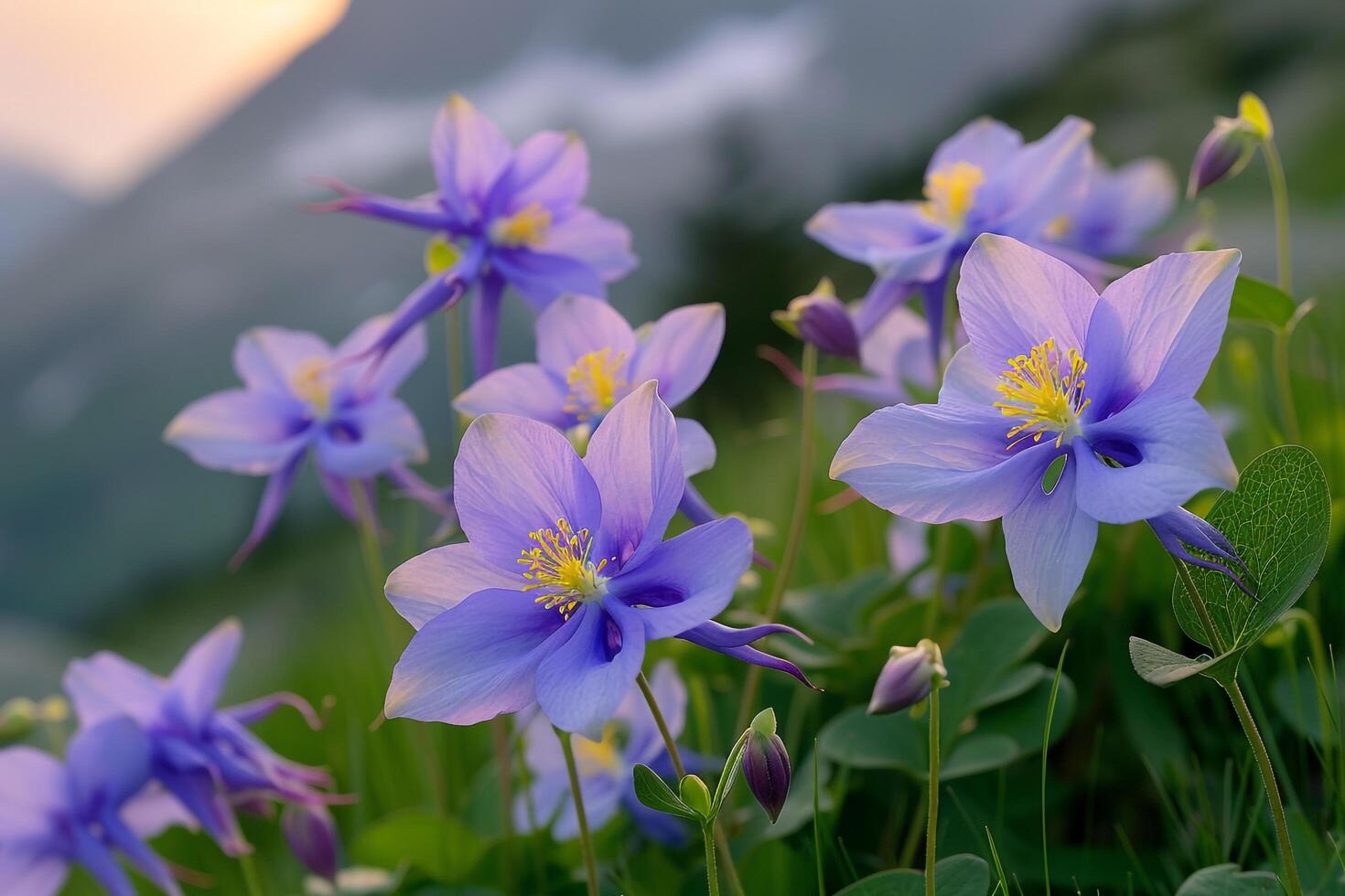 Alpine Meadow with Purple Columbine Flowers   Nature Background photo