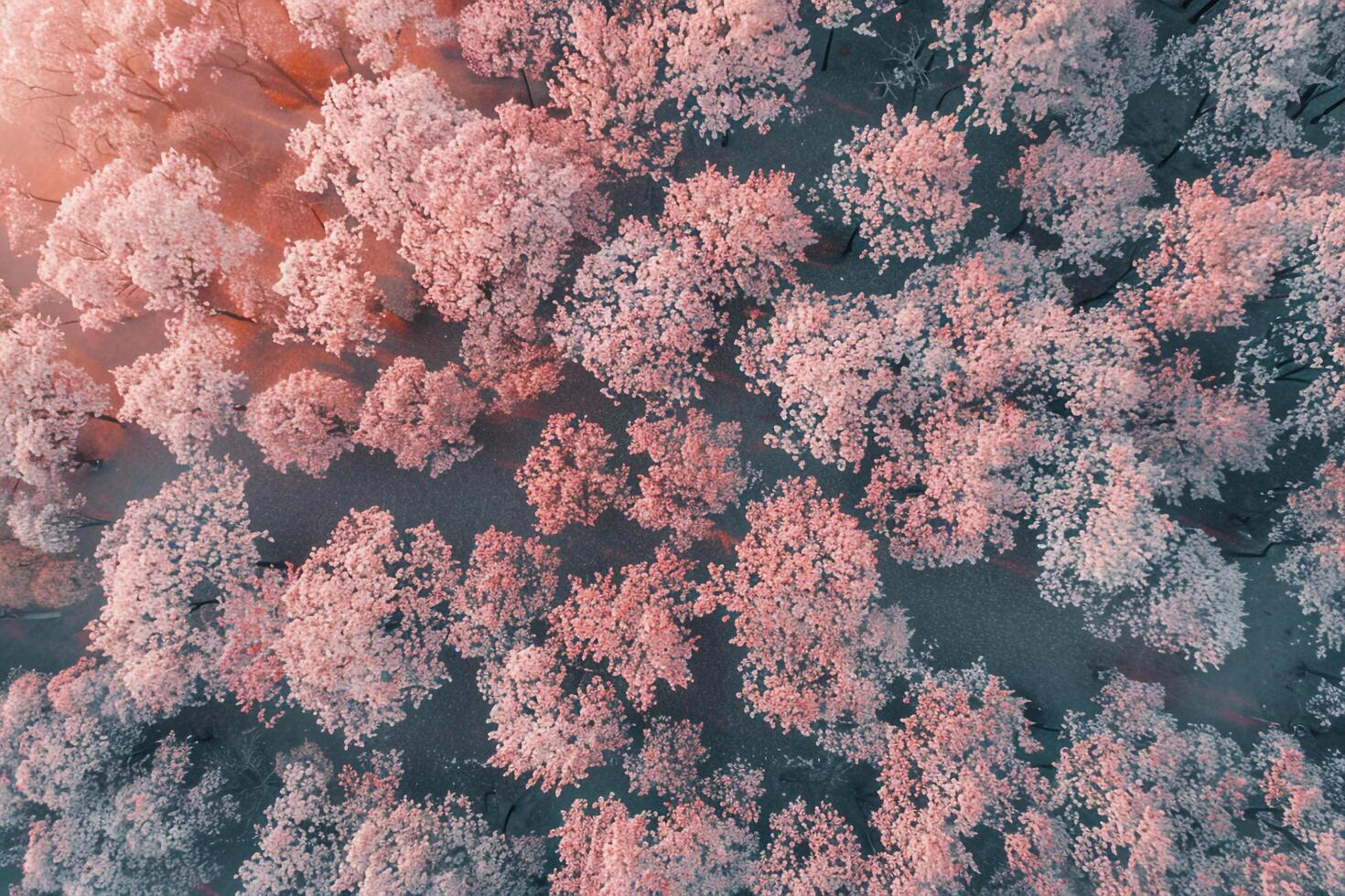 Aerial View of Cherry Blossom Trees in Full Bloom. Nature Background photo