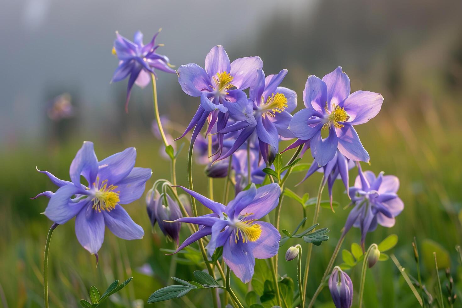 Alpine Meadow with Purple Columbine Flowers   Nature Background photo