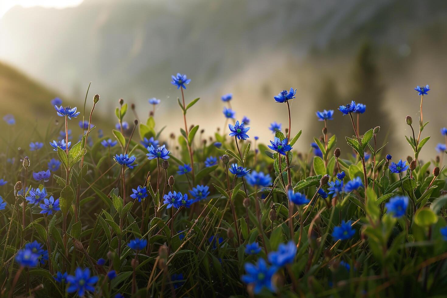Alpine Meadow with Blue Gentian Flowers Background Nature photo