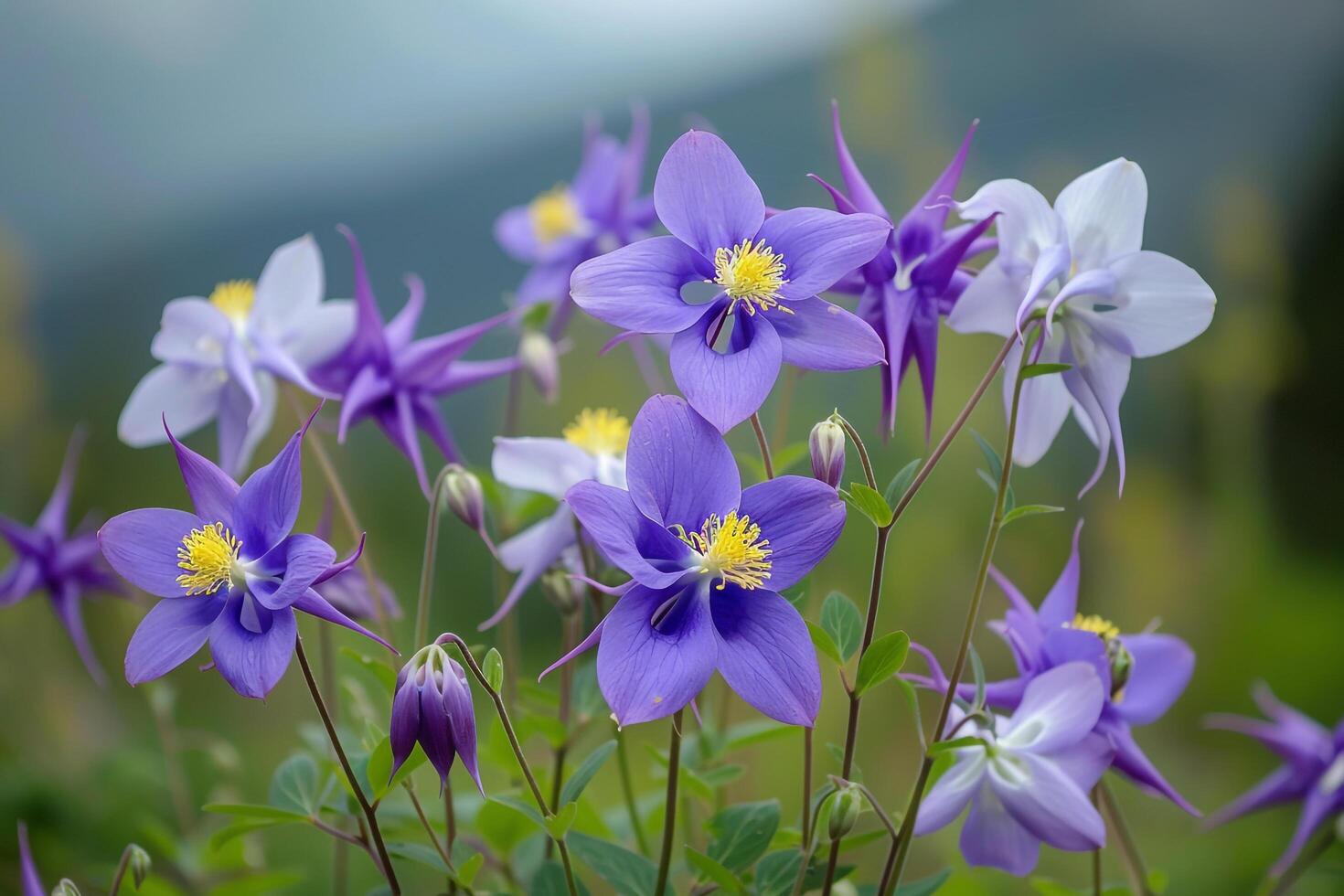 Alpine Meadow with Purple Columbine Flowers   Nature Background photo