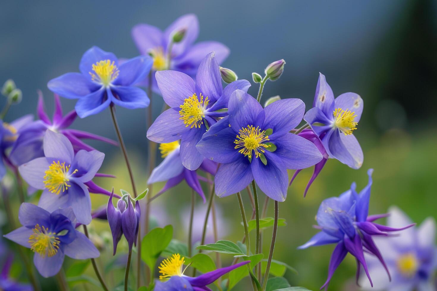 Alpine Meadow with Purple Columbine Flowers   Nature Background photo