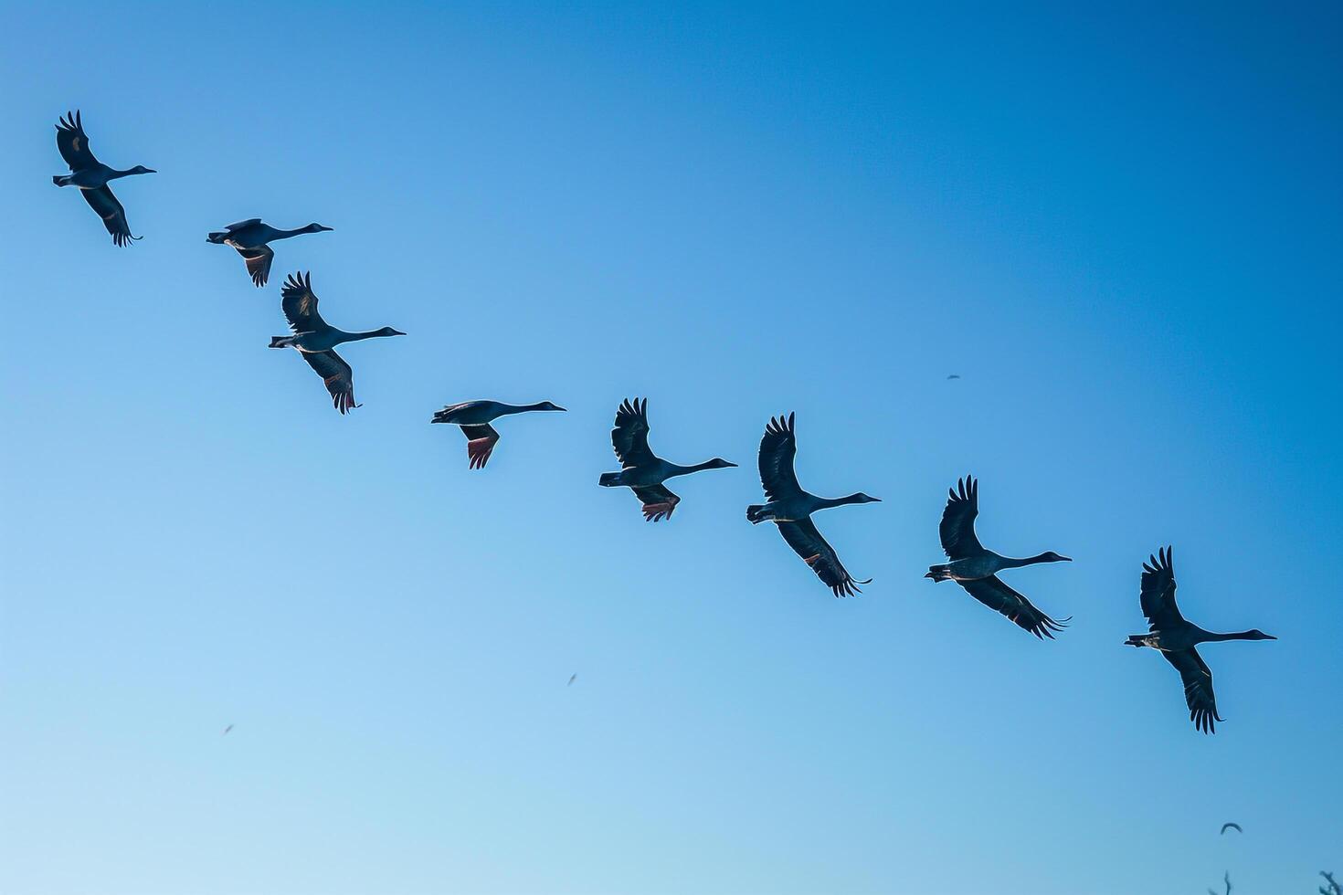 Migratory Birds Flying in Formation Against a Clear Blue Sky During Autumn Nature Background photo