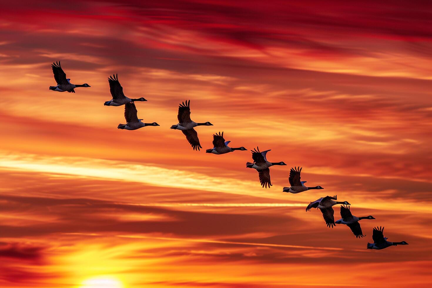 Flock of Geese Flying Against a  Autumn Sunset Nature Background photo