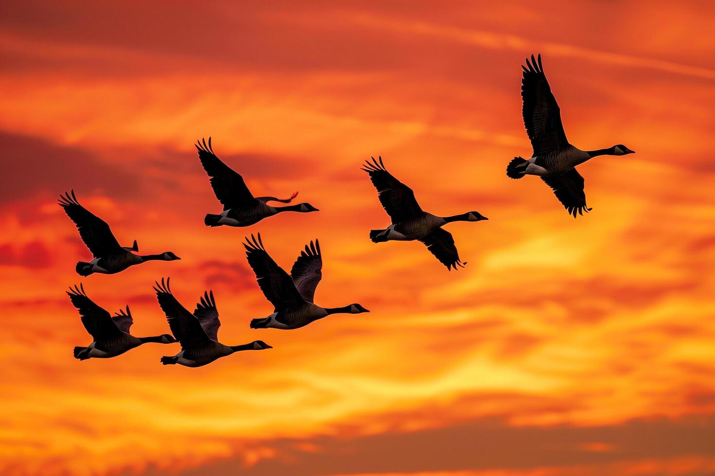 Flock of Geese Flying Against a  Autumn Sunset Nature Background photo