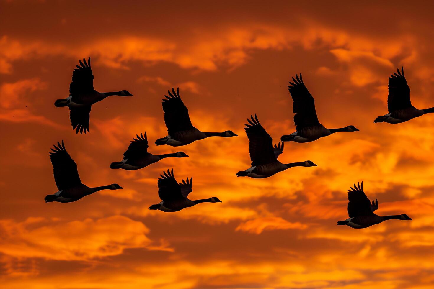 Flock of Geese Flying Against a  Autumn Sunset Nature Background photo