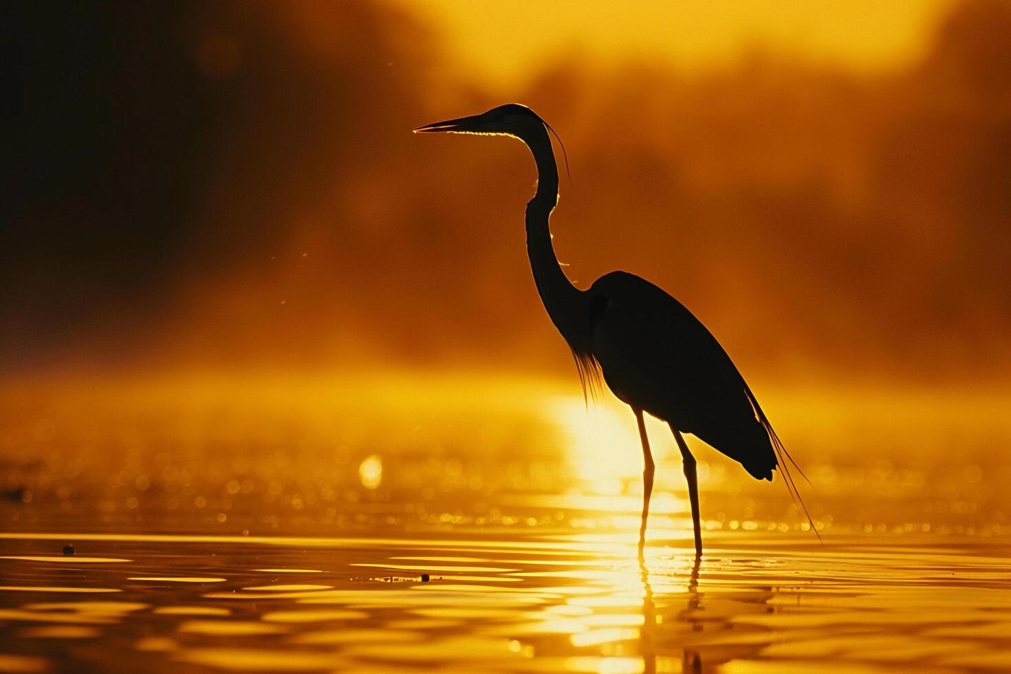 Backlit heron standing gracefully in shallow water. its silhouette defined against a glowing sunset sky. Nature Background photo