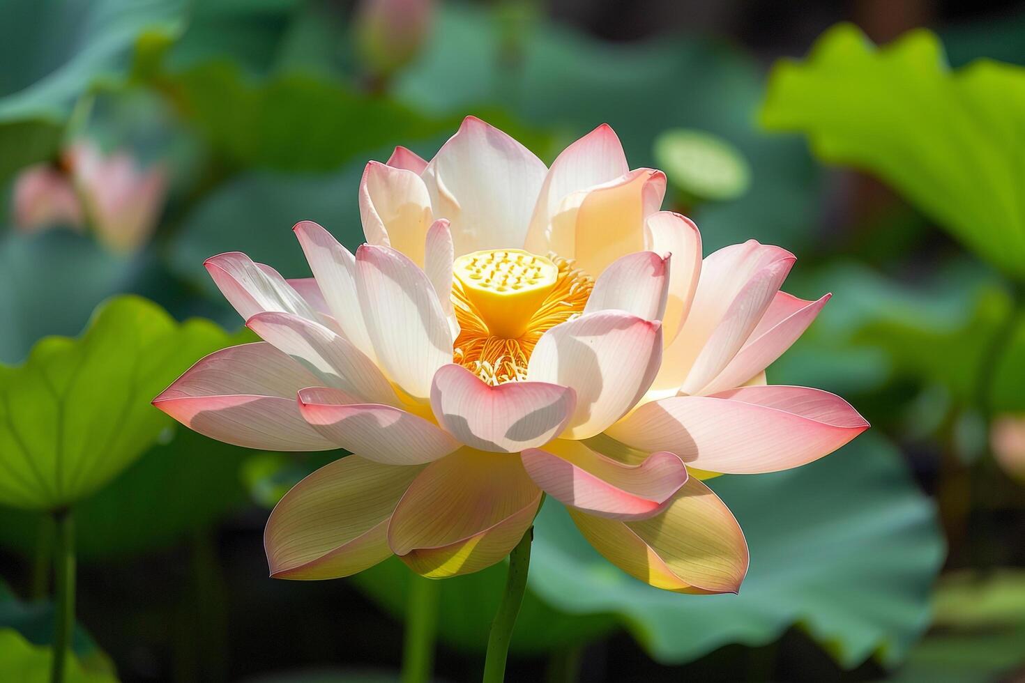 Zen Garden with Blooming Lotus Flower. Nature. Background photo