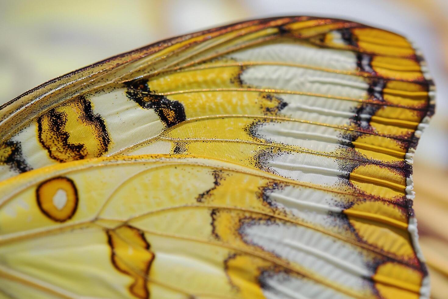 Patterns on Butterfly Wing Background Nature photo
