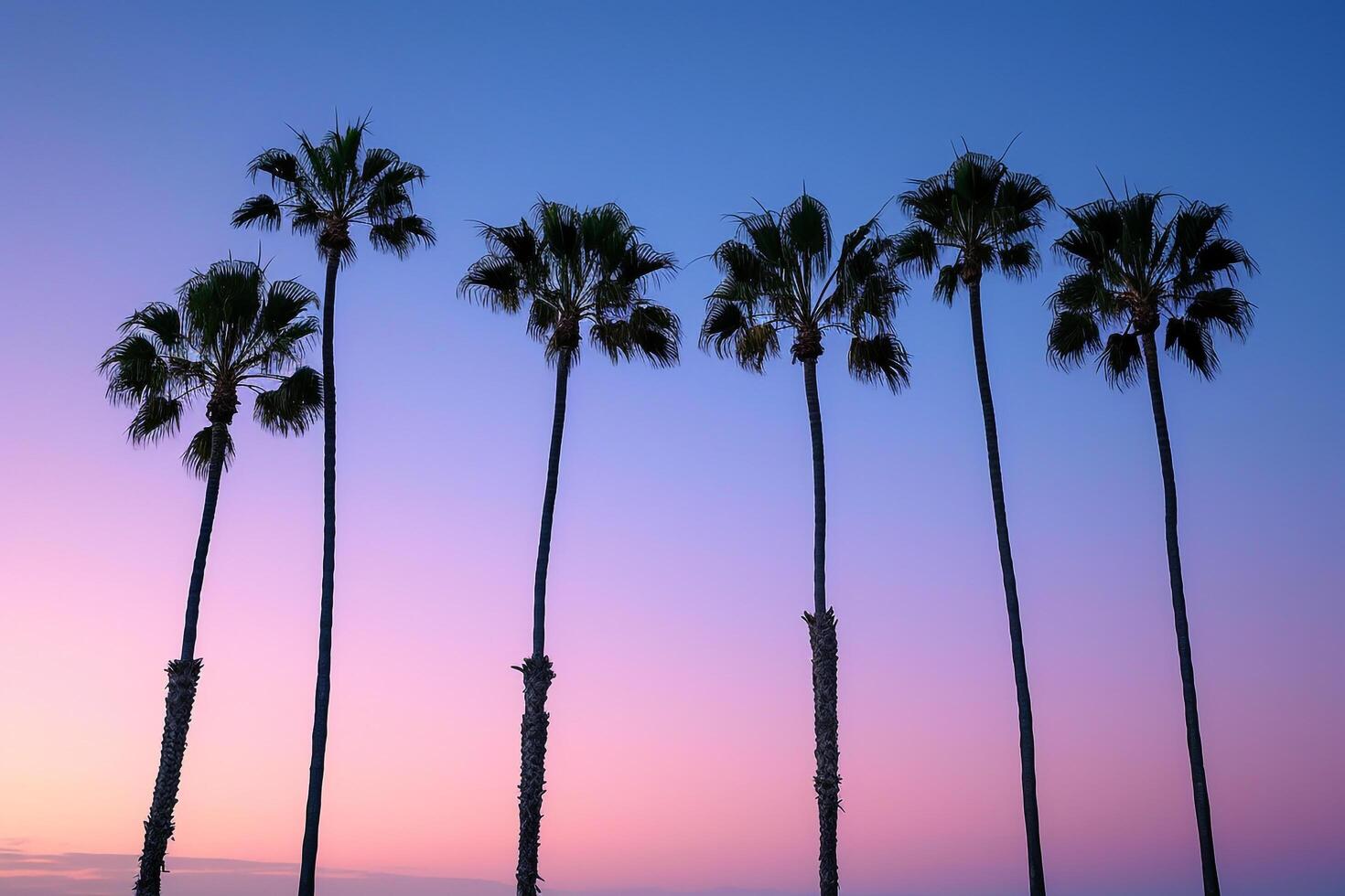 Palm Trees Silhouetted Against Twilight Sky Nature Background photo