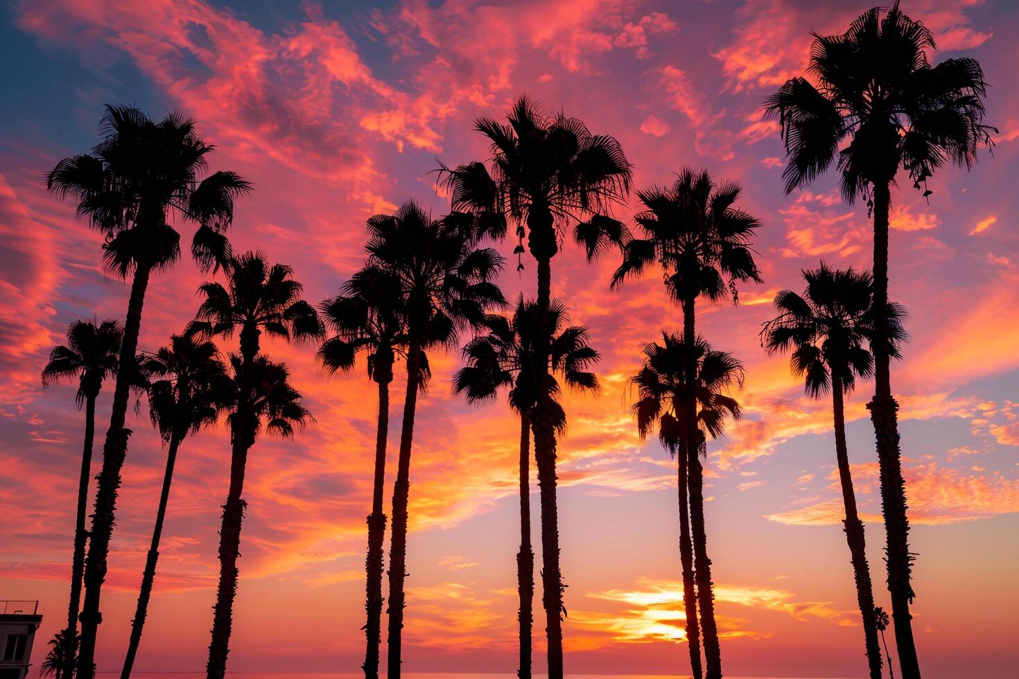 Palm Trees Silhouetted Against Fiery Sunset Nature Background photo