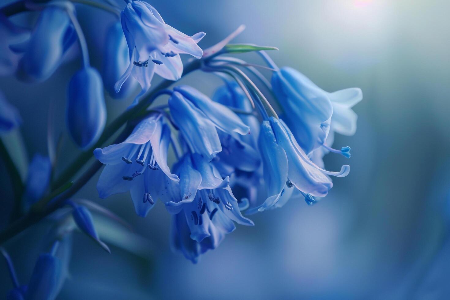 Virginia Bluebell Nature Background with Lush Blue Flowers photo