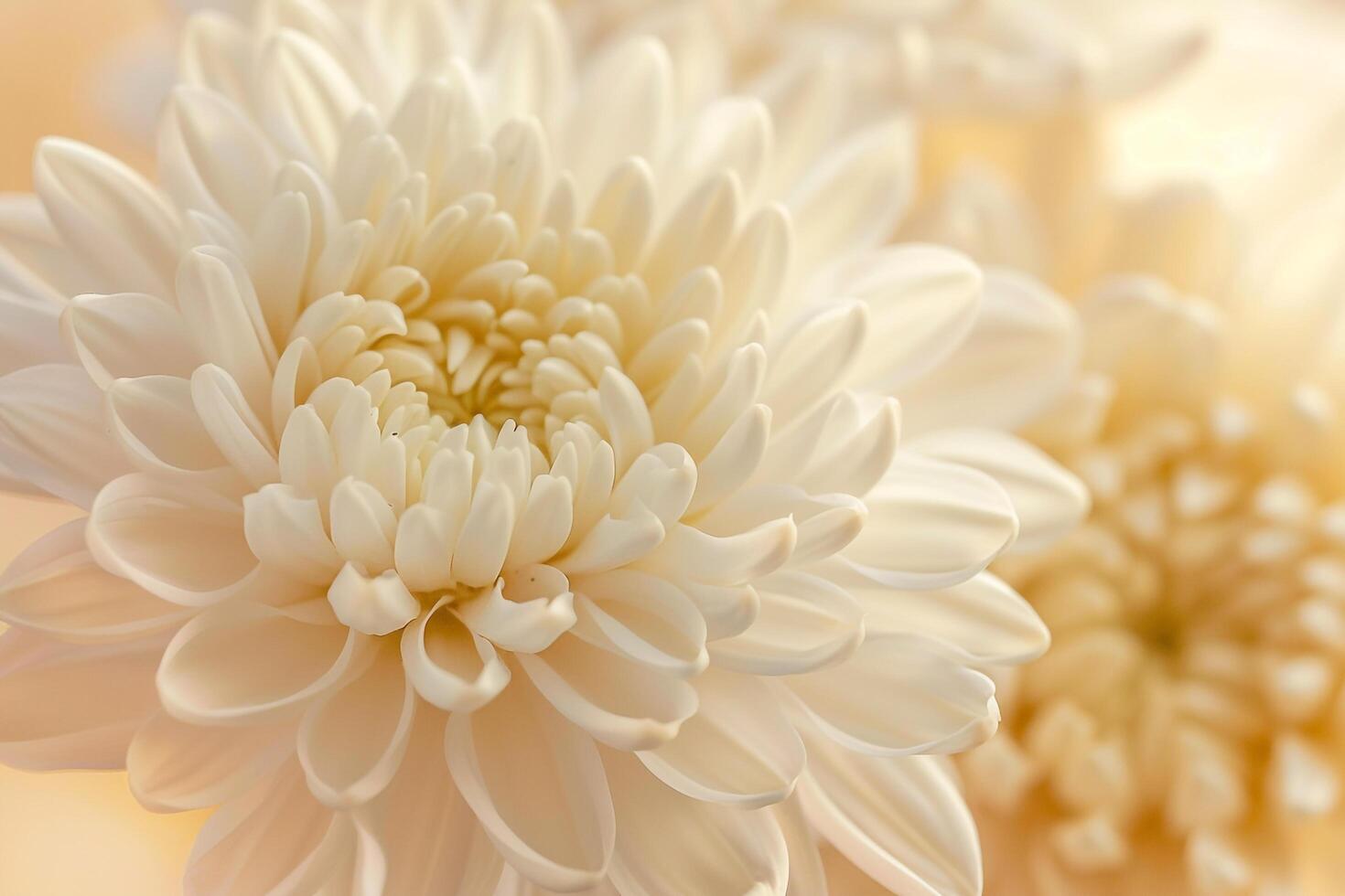 Delicate Chrysanthemum Nature Background with Elegant Floral Arrangement photo