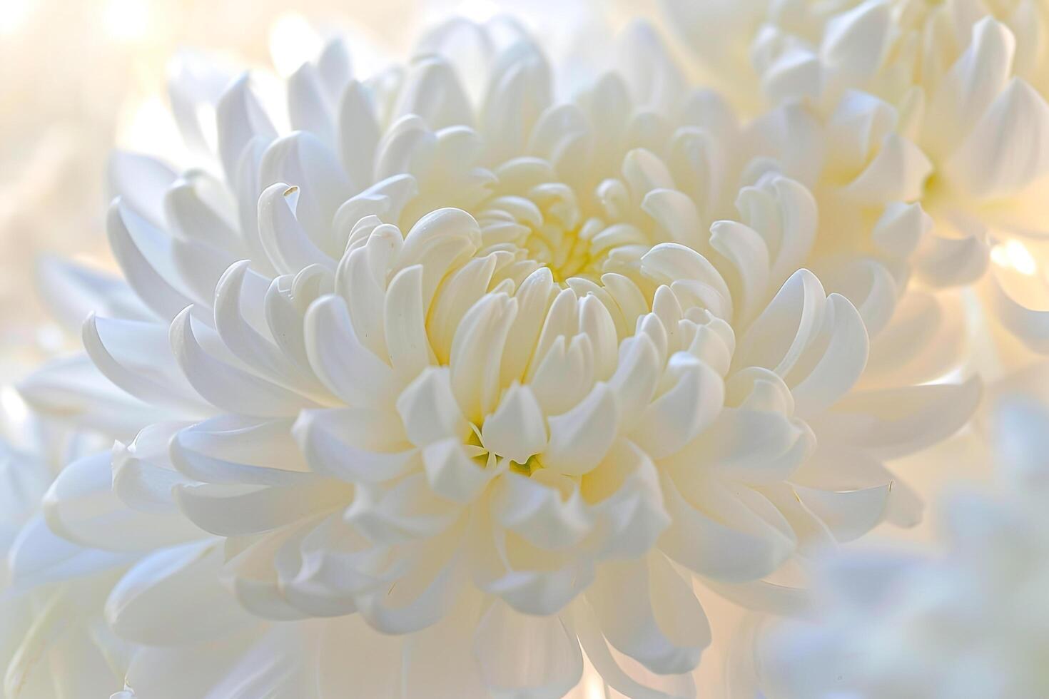 Delicate Chrysanthemum Nature Background with Elegant Floral Arrangement photo