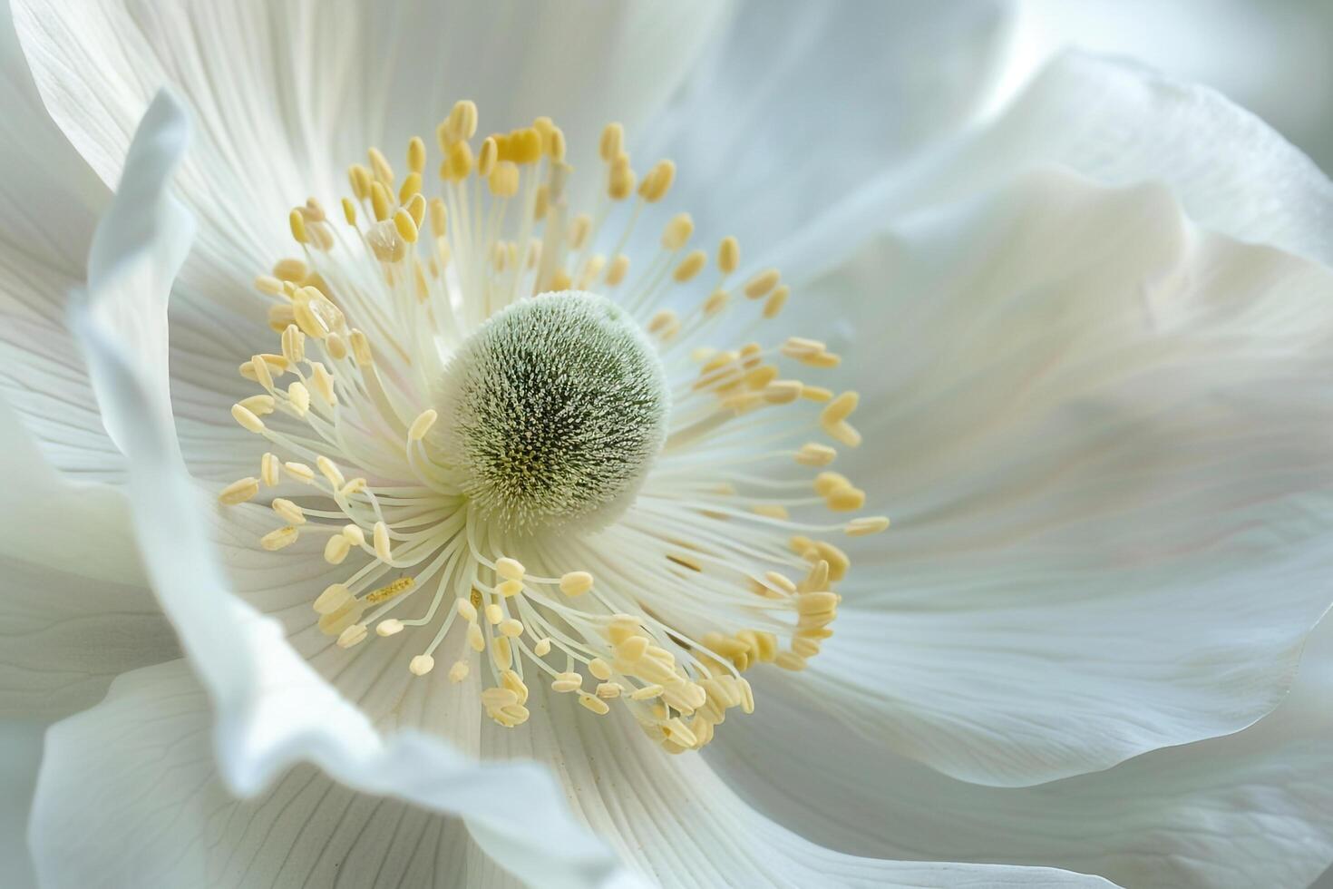 Delicate Anemone Nature Background with Gentle Floral Touch photo