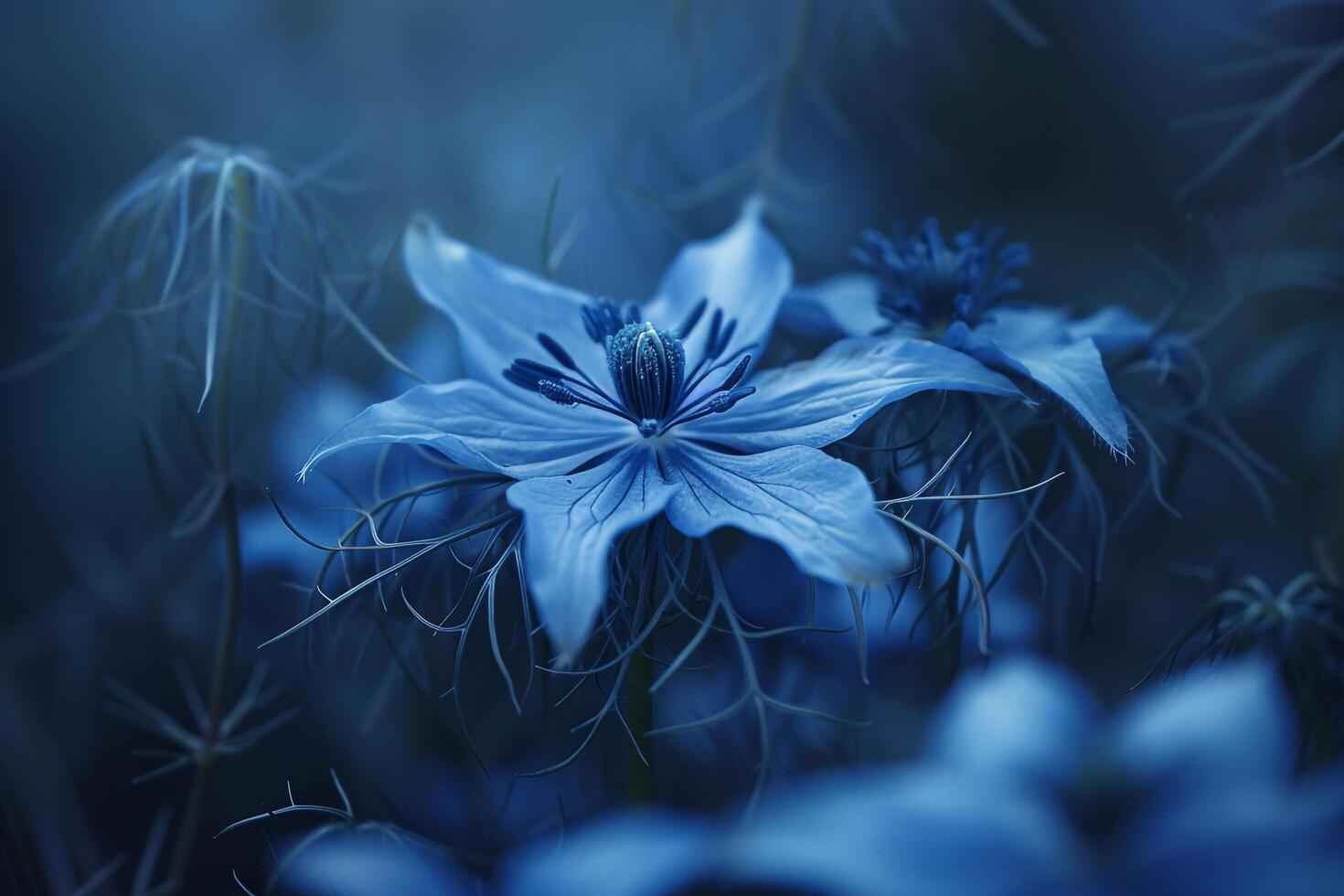 Nigella Flower Nature Background with Intricate Floral Design photo