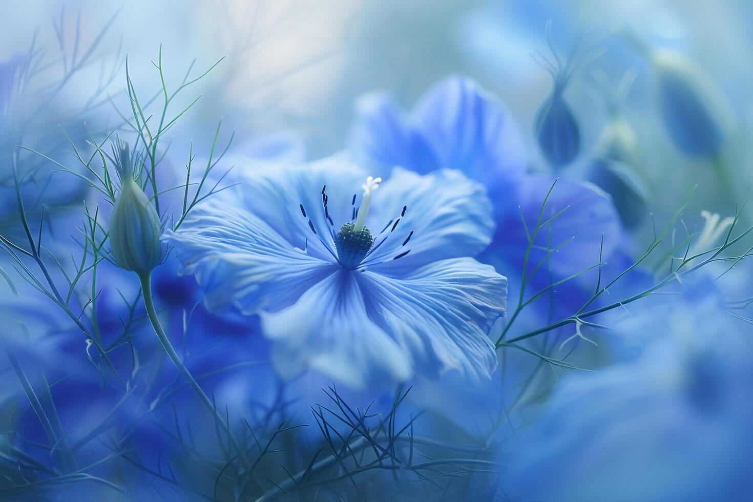 Nigella Flower Nature Background with Intricate Floral Design photo