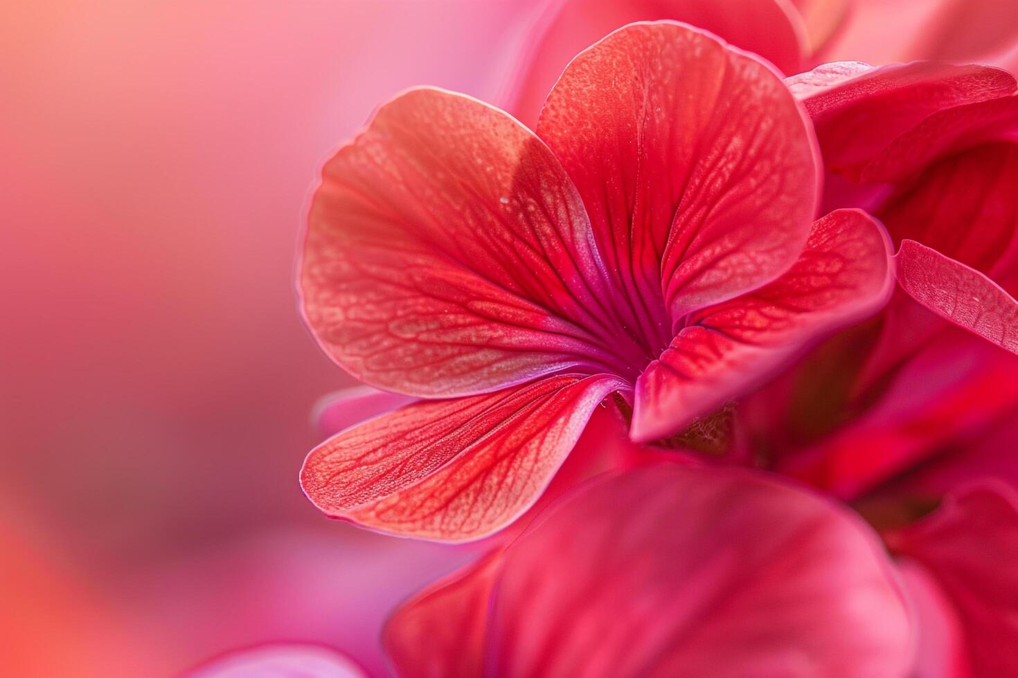 Zonal Geranium Nature Background photo