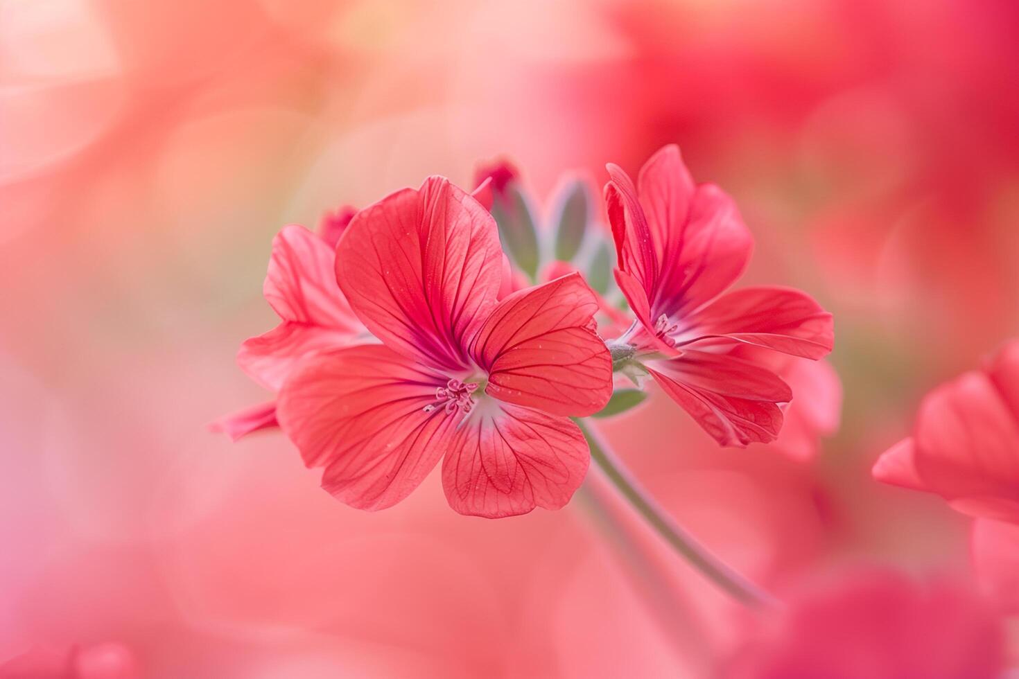 Zonal Geranium Nature Background photo