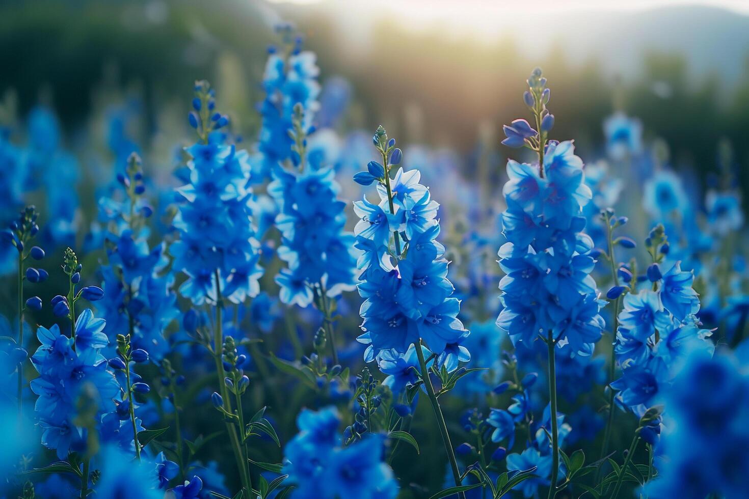Field of Delphinium Flowers in a Nature Garden Background photo