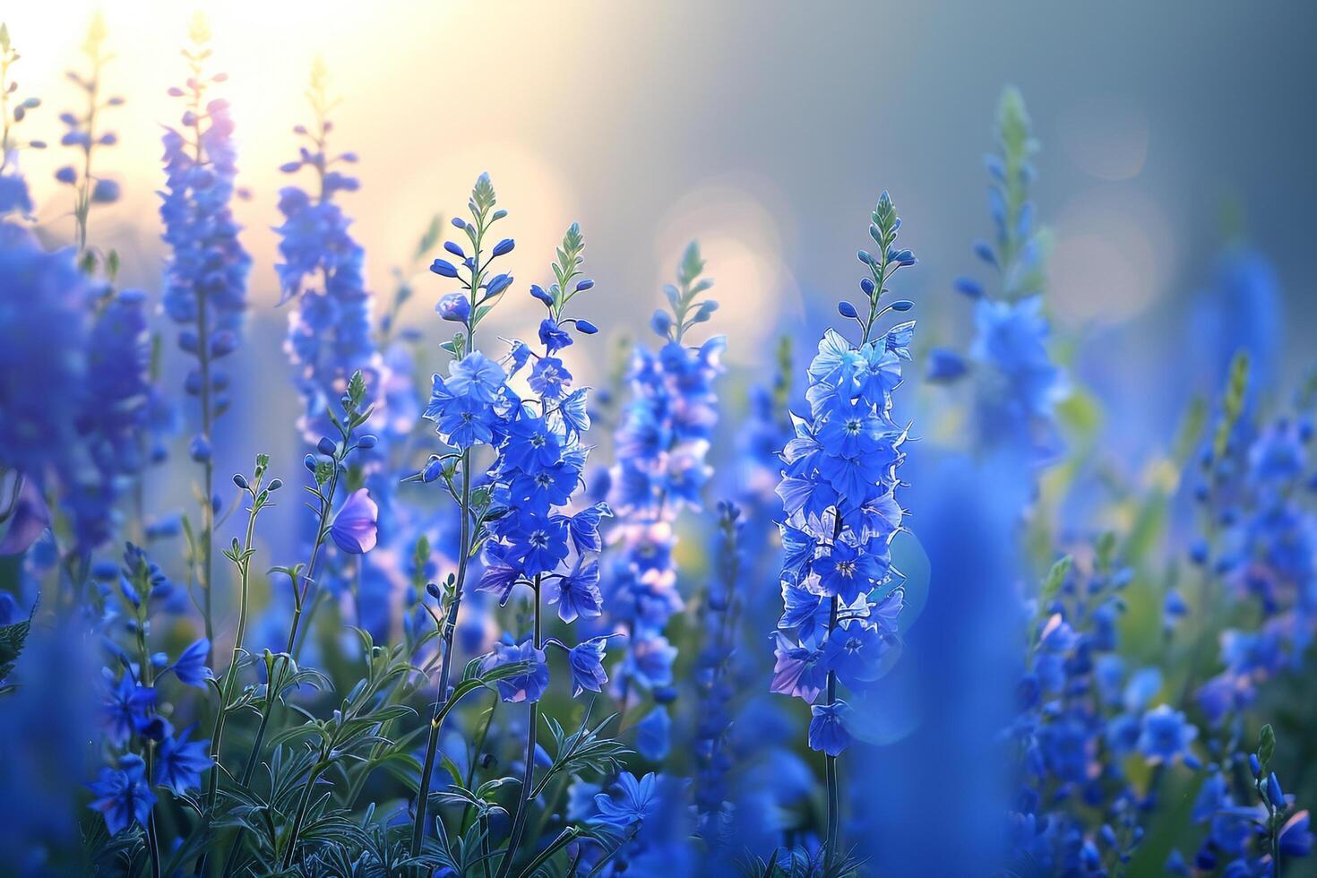 Field of Delphinium Flowers in a Nature Garden Background photo