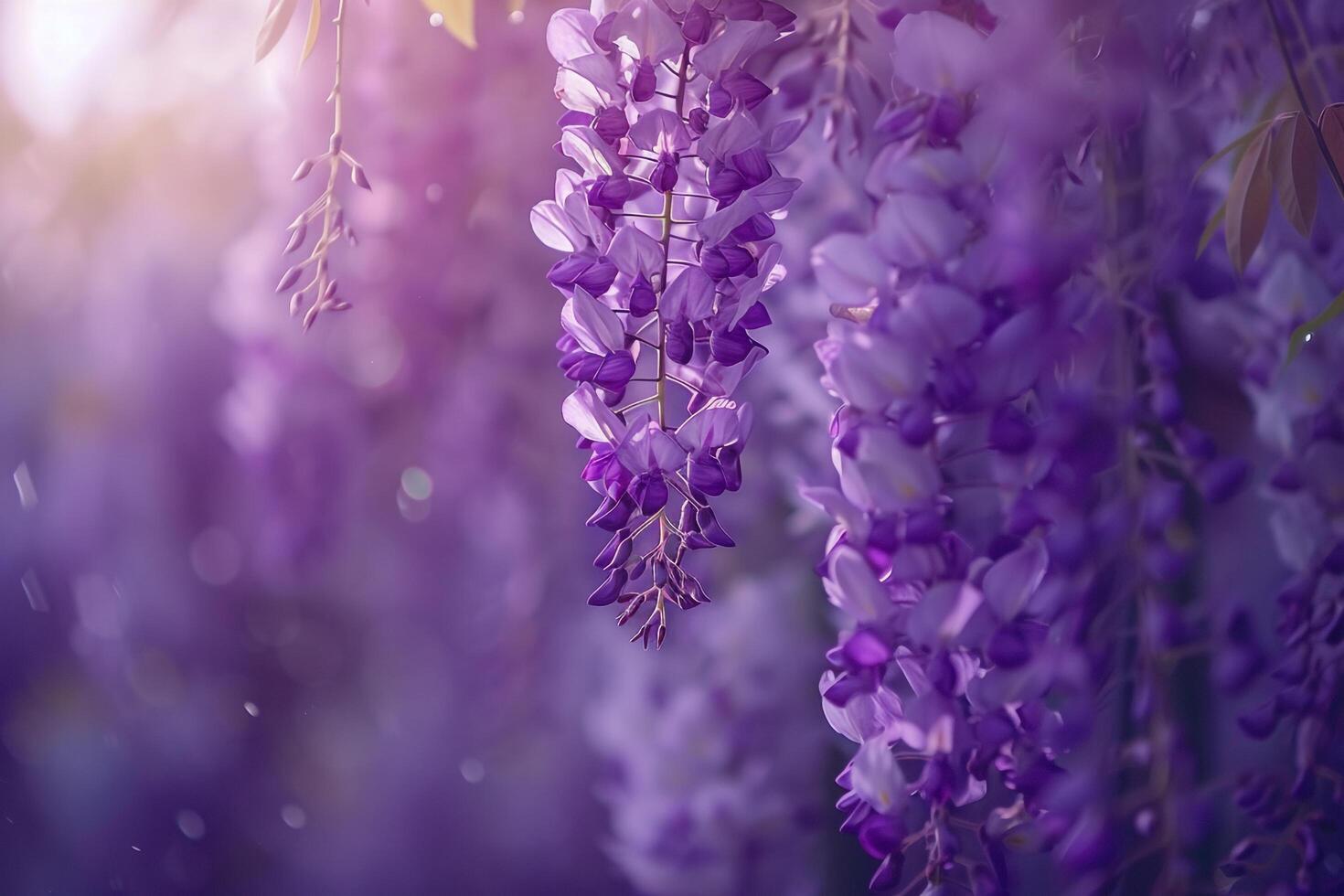 Wisteria Vine in Bloom  Nature Background photo