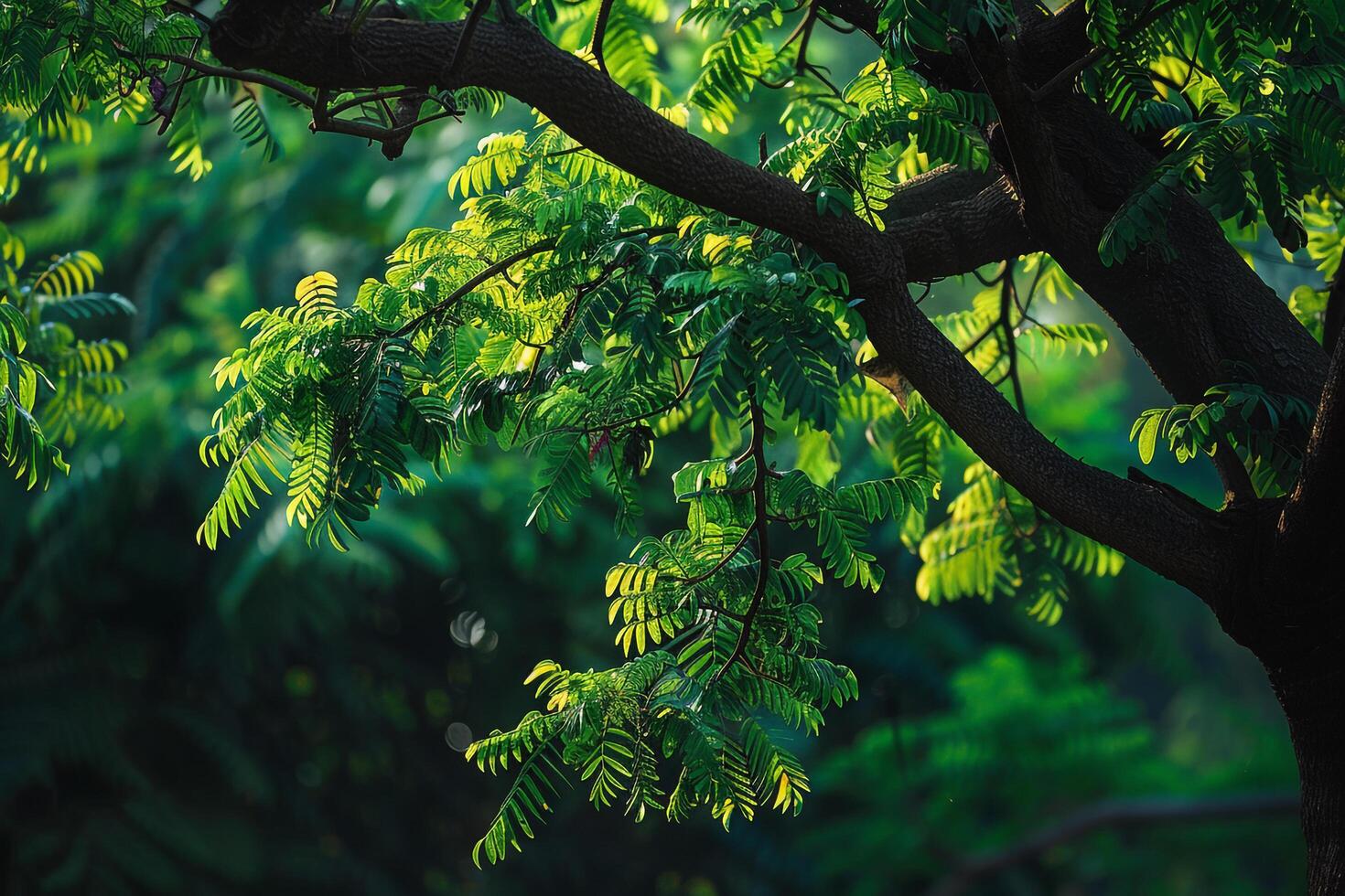 Stunning Zanthoxylum Tree and Nature Background photo