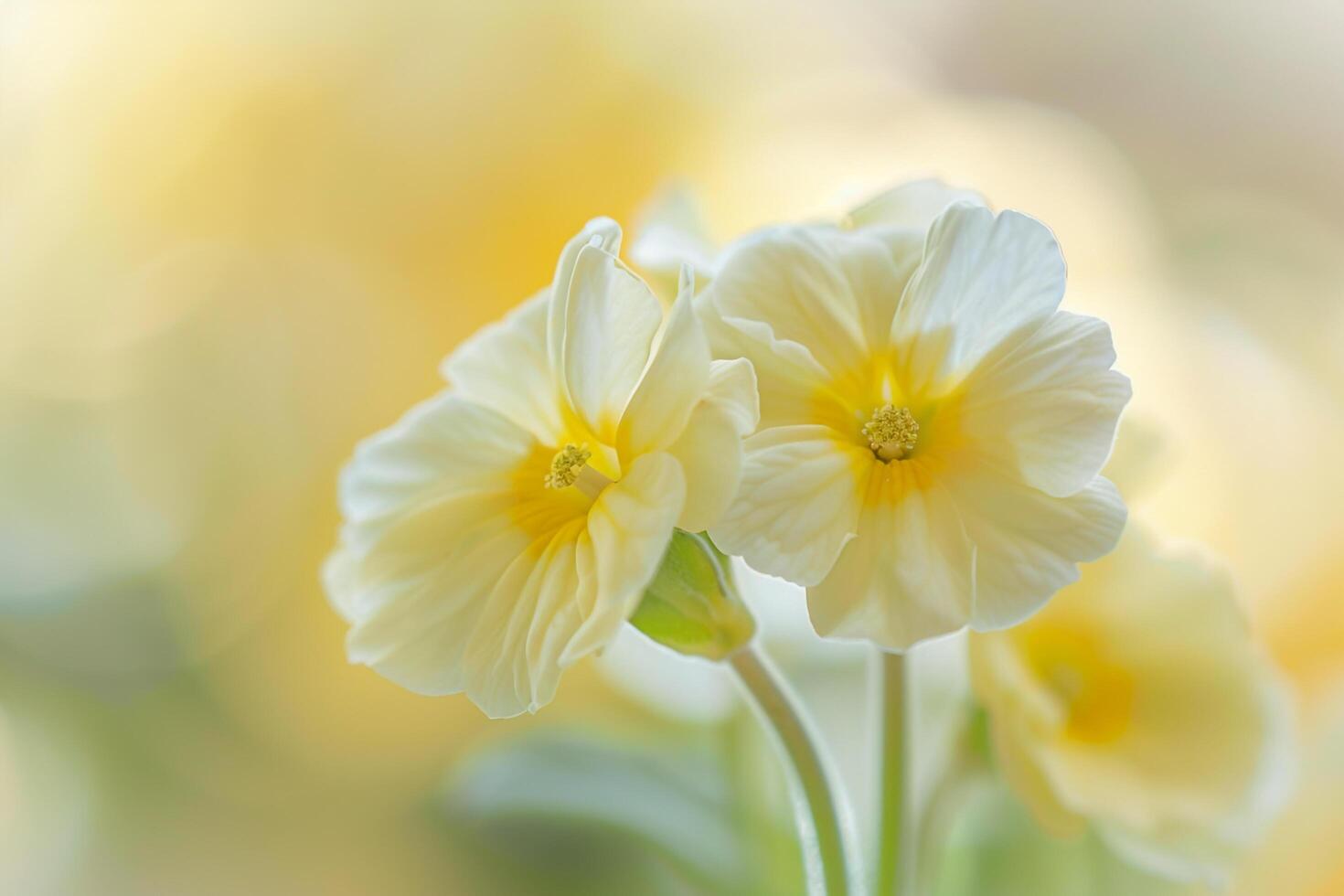 Nature of primrose flowers with a natural background in a garden setting  Nature Background photo